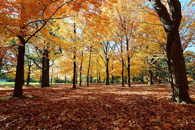 Top Places to See the Beauty of Fall in Toronto