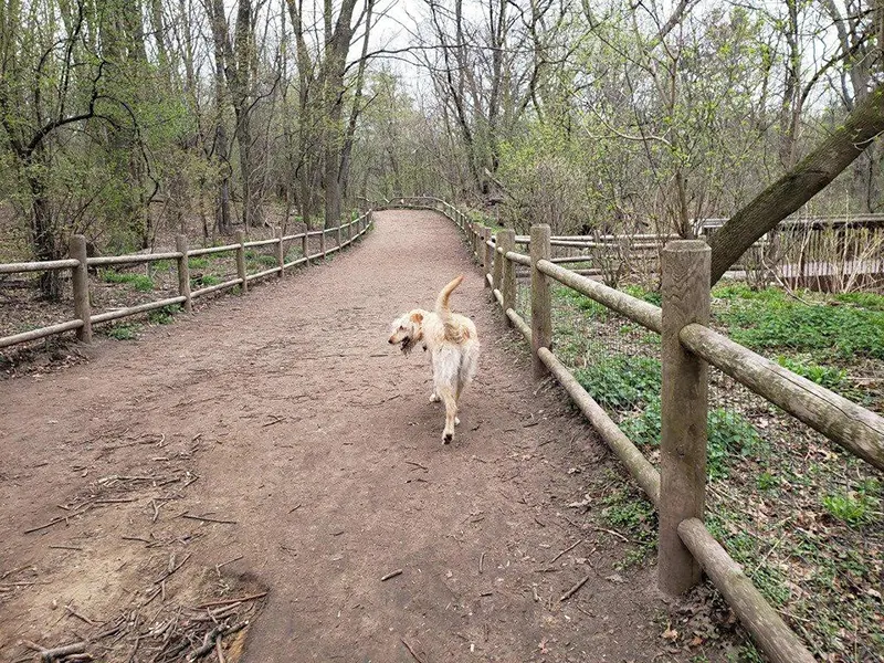 High Park - dog friendly places toronto