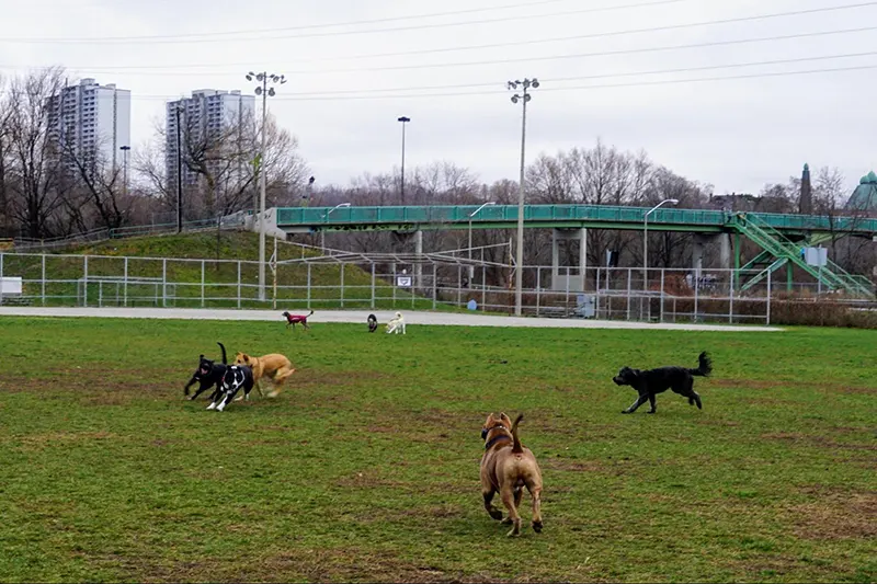 Riverdale - Best Toronto Neighbourhoods for Pet Lovers 